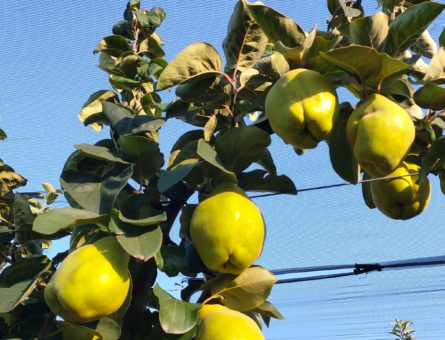 pere cotogne 1