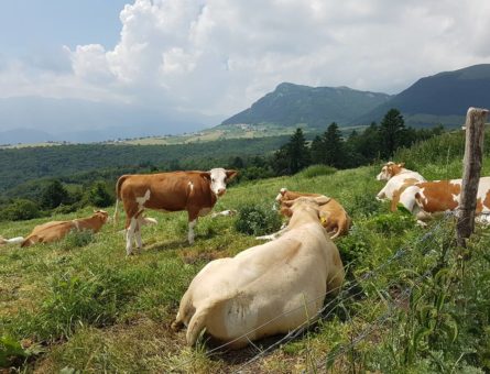 vacche montagna