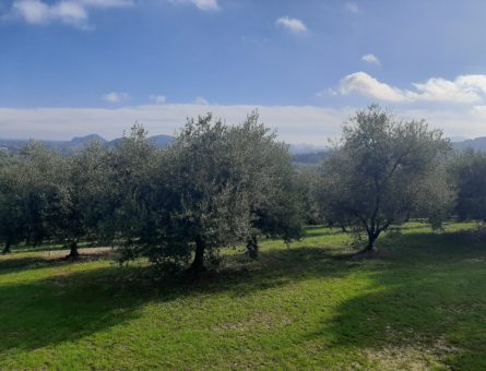 oliveto Colli Euganei