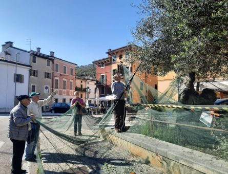 RACCOLTA_OLIVE piazza Isolo 2024