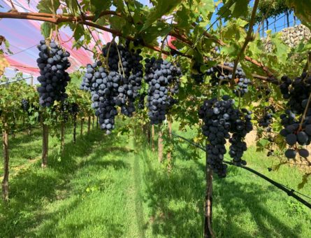 grappoli Corvina