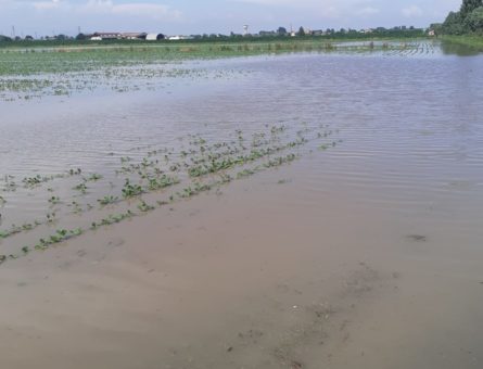 Campo allagato