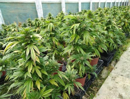 canapa piante