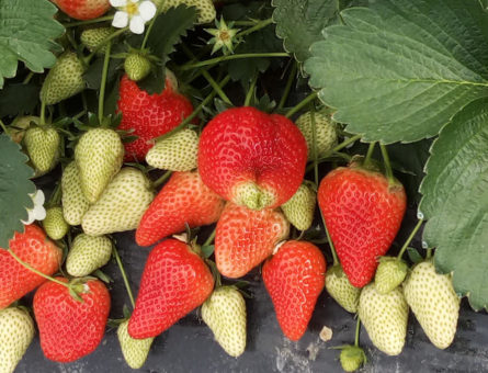 fragole venete