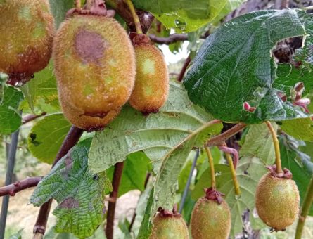 kiwi danneggiati