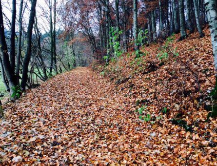 bosco autunno2