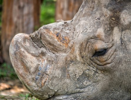 rino 2