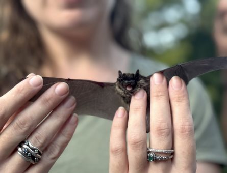 Pipistrello rilasciato al parco Natura Viva, ph Elena Livia Pennacchioni