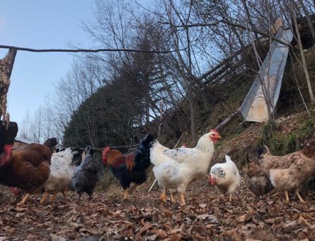 galline