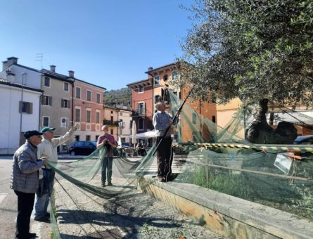 raccolta olive quinzano