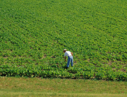 Campagna nel padovano