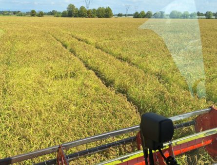 Raccolta del riso 2025