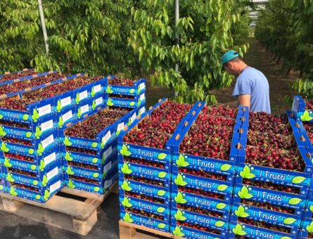 raccolta ciliegie serra