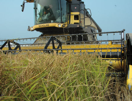 raccolta riso mietitrebbiatrice