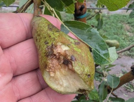 pera distrutta nella zona di Lendinara